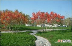 【多】专家建议新疆绿化工程多采用用本土植物