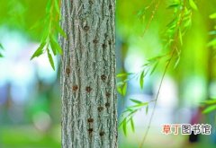 【园林】北京市：园林处积极救治南干渠柳树天牛灾害
