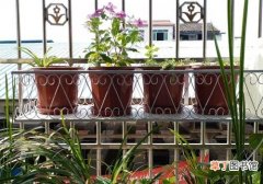 阳台放什么植物好 阳台放三盆花竟有这么神奇的功效