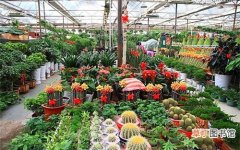 【花卉】花卉市场也金九银十 武汉花鸟市场备战迎接销售旺季