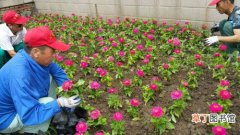 【美丽】辽宁省抚顺市：新抚区南台社区居民把杂草地改造成美丽花园