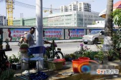 【花卉】海南省：海口市广场路花卉市场被拆除 将美化改造方便市民休闲