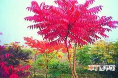 【树】探访江都阿波罗花木市场 冬春植树时彩色树种成为市场新宠