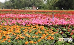 【种植】甘肃省玉门市：花卉种植成为农民致富增收的新亮点