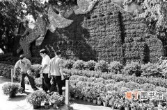 【花】8月12日新闻：天安门广场今晨开始摆花 首次用绿色围挡遮盖