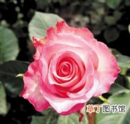 【切花月季】云南花卉切花月季又添新品种