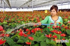 【花卉】新疆花卉产业年产值达4亿元