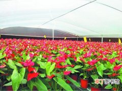 【种植】福建省泉州市：全市花卉种植面积达9万亩 产业总产值达46亿元