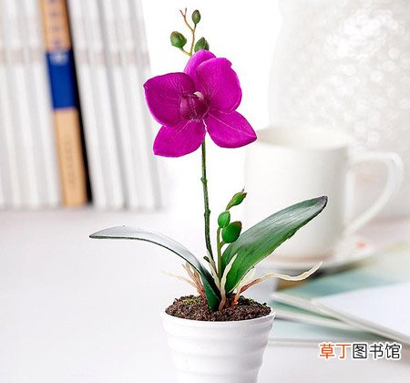 【盆栽】江苏省南京市：迷你型小型盆栽花卉植物市场受欢迎
