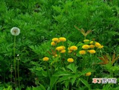 【花】北京市：建设生态城市需要当地野花野草