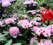 【花卉】郑州市：反季节花卉受欢迎