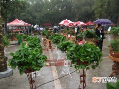 【室内】湖南省：娄底市首届室内花卉巡回展第三站将在石马公园开展
