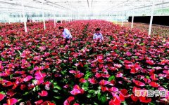 【花卉】天津市确定七类重点发展花卉品种