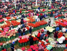 【杭州】夏季烈日炎炎 杭州几家花卉市场却生意兴隆