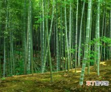 【竹子】种植竹子的生态绿化效益