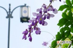紫藤、玉兰花和海棠花 【紫藤】苏州遇暖秋 春季花卉再度绽放