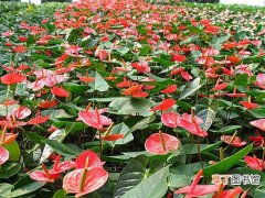 【花卉】海南热带花卉产业园选址定在秀英区 规划成片面积16500亩