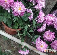 【花卉】福州西湖公园菊花展未开始 不少花卉已遭毒手摧花