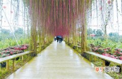 【花卉】广西南宁十里花卉长廊成为生态旅游新地标
