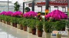 【苗木】荒地变花园 济南国际鲜花港打造华东最大花卉苗木进出港