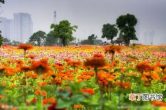 【国花】湖北省荆门市：打造中国花城 今后买鲜花将更便宜