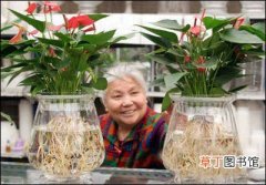【家庭】秋季乌鲁木齐明珠花卉市场家庭盆栽绿色植物热销