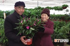 【室内】深秋气温下降 海东市民将花卉被移入温室和室内