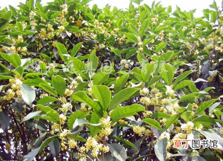 【花卉】武汉第十届中国国际园林博览会七成花卉苗木来自四季美花木市场