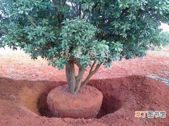【树】绿化工程中全冠树移栽如何降低成本提高成活率？