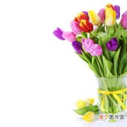 【花卉】杭州市花卉市场：懒人郁金香可能成今年杭州白领最宠爱植物