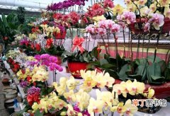 图片 【花卉】春节期间探访日照花卉市场