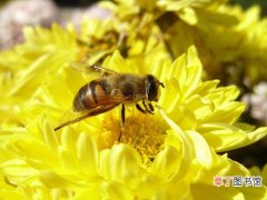 【美容】为什么花粉有美容养颜的作用和功效？