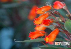 【花】南京培育出名花——玻利维亚红日 年内上市预计每盆20元
