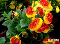 【品种】年宵花卉品种蒲包花在冬季和早春开花
