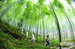 【竹子】中国的竹子之乡——福建省建瓯市
