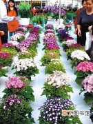 【花卉】花卉市场良莠不齐 花卉消费者如何维权