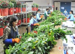 【花卉】中国花卉出口日本持续增加