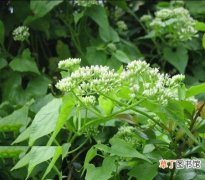 【植物】微甘菊是一种什么花卉植物？微甘菊图片及简介