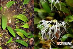 【花卉】广东石豆兰是一种什么花卉植物？广东石豆兰图片及简介