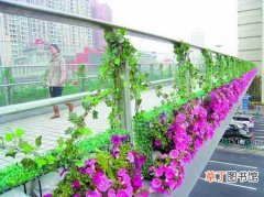 【花卉】东莞市：市民和网友建议在天桥上种花卉和绿色植被