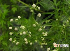 【植物】银胶菊是一种什么花卉植物？银胶菊图片及简介