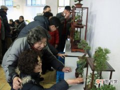 【盆景】镇江市：举办社区老干部花卉盆景艺术展