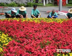 【花卉】10万盆花卉为湘潭城区添风采