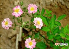 【图片】花卉名称及图片——八女津姬