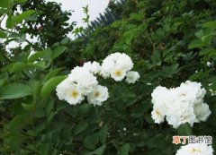 【植物】花卉植物名称及图片——白玫瑰