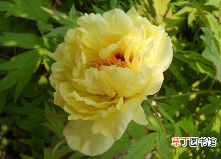【植物】花卉植物名称及图片——黄牡丹