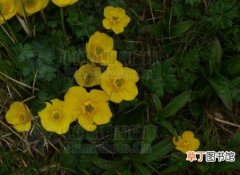 五金草、一枝花、梅多赛尔庆 【植物】花卉植物名称及图片——矮金莲花