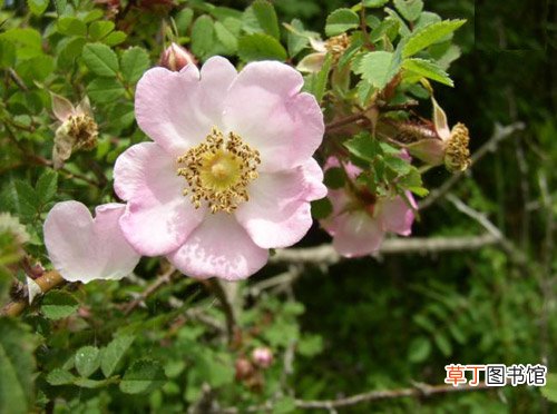 【植物】花卉植物名称及图片——峨眉蔷薇