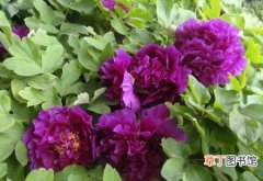 【植物】花卉植物名称及图片——紫牡丹