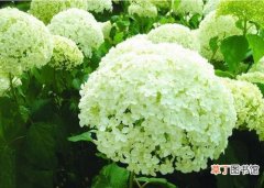 雪山绣球 【植物】花卉植物名称及图片——雪山八仙花